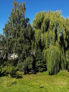 eine große Trauerweide auf einem Grasfeld in der Unterkunft Villa Dankward in Bad Harzburg