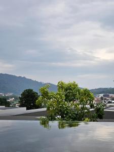 a plant on the roof of a building at Wora Phuket in Ban Sam Kong