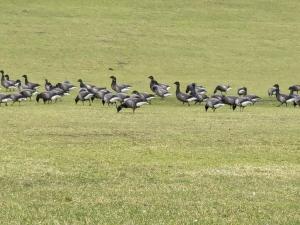 Imagen de la galería de Bünemann Gäthke Comfortable holiday residence, en Horumersiel