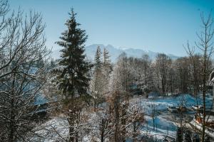 a christmas tree in the snow in a forest at VisitZakopane - Cristal Apartment in Zakopane