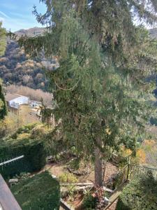 un gran pino en un jardín en Camera matrimoniale e bagno privato Vicovaro, en Vicovaro
