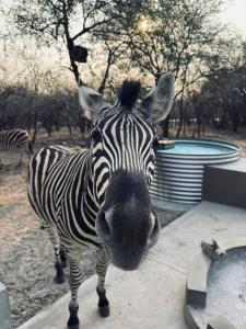 a zebra standing in front of the camera at Dung Beetle Bush Villa in Marloth Park