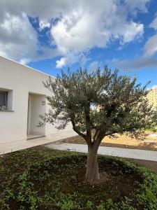 a tree in a yard in front of a building at Borgo Nocchiara in Carlentini