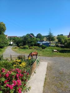 a horse grazing in a field next to a road at Agroturystyka Przy Stajni in Zbylutów