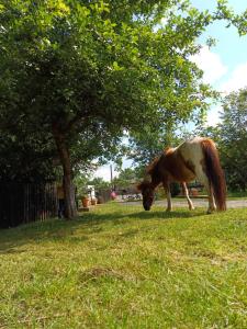 a brown and white horse grazing in the grass at Agroturystyka Przy Stajni in Zbylutów