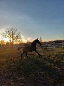a horse running in a field at sunset at Agroturystyka Przy Stajni in Zbylutów