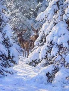 Φωτογραφία από το άλμπουμ του Harz-Fewo-Wolf σε Bad Harzburg