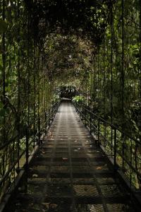 a bridge in the middle of a forest with trees at Isla Clara Hotel in San Francisco