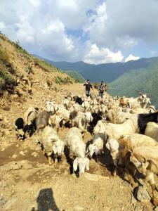 Eine Herde Schafe, die auf einer unbefestigten Straße spazieren in der Unterkunft Nagtibba Trek - Three Sixty Views in Miānī