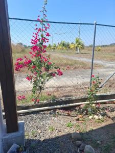 Φωτογραφία από το άλμπουμ του Casa Fiorella  +1 φωτογραφίες