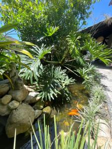 einen Garten mit einem Teich mit einem Haufen Pflanzen in der Unterkunft Casa Mar Villas in Florianópolis