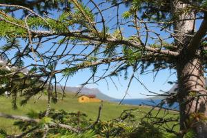 a house in a field with a tree at Langahlid Cottages & Hot Tubs in Seyðisfjörður
