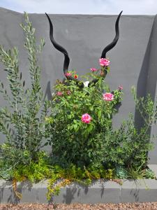 a planter with flowers and antlers on a wall at Karoovlaktes in Prieska