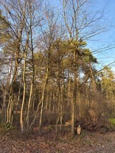 eine Gruppe von Bäumen inmitten eines Waldes in der Unterkunft SMART Home mitten im Wald in Neustadt am Rübenberge + 28 Fotos
