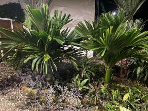 Κήπος έξω από το Villas Pura Vida