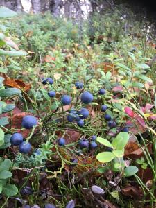 Un montón de arándanos en el suelo de un bosque. en Cosy comfy house in the countryside, en Borgvattnet 9 fotos más