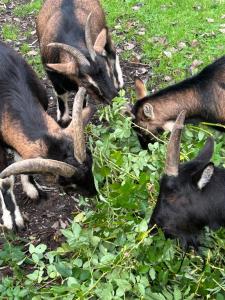 eine Gruppe von Tieren im Gras in der Unterkunft Gîte du Rossignol à 5 minutes du Château de la Citardière et à 14 minutes du Château de Bourneau in Mervent