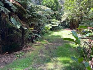 een tuin met groen gras en planten en bomen bij Fern Cottage in Mangonui +2 foto's