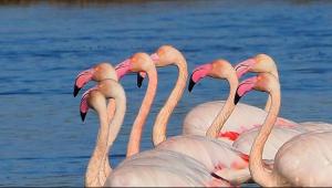 Imagen de la galería de Apartamento Aires del sur , MIRANDO AL MAR, en Mazagón
