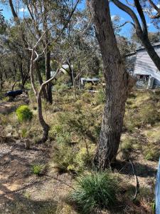 a tree in the middle of a field with trees at Happy Mountain House in Blackheath