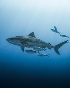 un tiburón nadando en el océano con un grupo de peces en Scuba Haven Fuvahmulah Dive Guest House, en Fuvahmulah