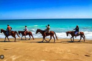 Άλλα ζώα σε αυτό το διαμέρισμα ή στη γύρω περιοχή