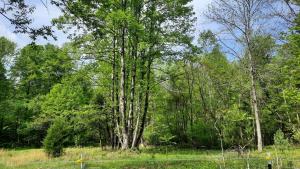 un gruppo di alberi in un campo recintato di The Blue Cabin a Stuart 1 altra foto