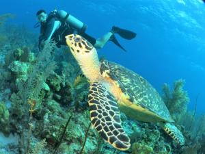 Snorkling og/eller dykking på gjestgiveriet eller i nærheten