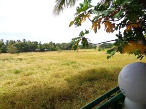 Taman di luar Man Guest Polonnaruwa
