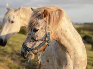 Άλλα ζώα σε αυτή η παραθεριστική κατοικία ή στη γύρω περιοχή