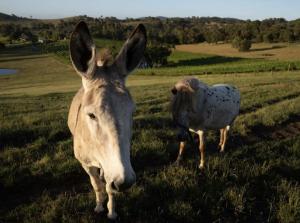 Άλλα ζώα σε αυτή η παραθεριστική κατοικία ή στη γύρω περιοχή
