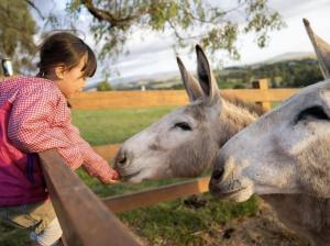 Άλλα ζώα σε αυτή η παραθεριστική κατοικία ή στη γύρω περιοχή