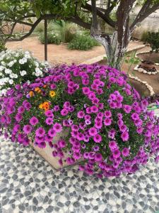 eine große Kanne lila Blumen in einem Garten in der Unterkunft 4 Seasons Suites Paradise Athens Airport 2 in Markopoulo