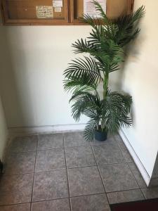 a plant in a corner of a room with a tile floor at Best Value Inn Motel Sandusky in Marianna