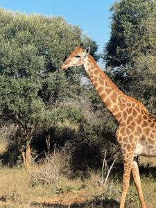 Άλλα ζώα σε αυτό το καταφύγιο ή στη γύρω περιοχή