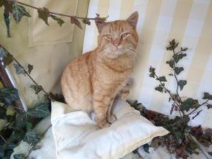 an orange cat sitting on top of a pillow at Ferienhof Haus Sulztal in Berching