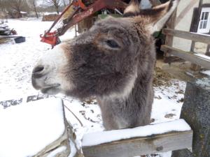 un primo piano di un asino nella neve di Ferienhof Haus Sulztal a Berching