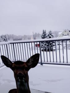 um veado parado ao lado de uma cerca na neve em Wiejski Dom w Karkonoszach em Mysłakowice