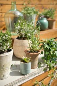 a group of potted plants sitting on a shelf at Noctua 012 Estepona Oldtown 3 in Estepona +6 photos