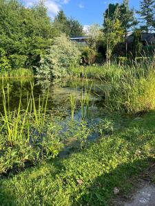 einen Teich im Garten mit Gras und Bäumen in der Unterkunft Landhaus Pauline in Kröpelin
