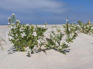 30 person holiday home in Nørre Nebel في Nørre Nebel: مجموعة من الزهور في الرمال على الشاطئ