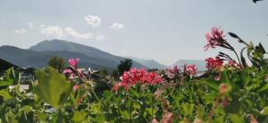 ein Blumenfeld mit Bergen im Hintergrund in der Unterkunft Gästehaus am Hauchen - Adults only in Reit im Winkl