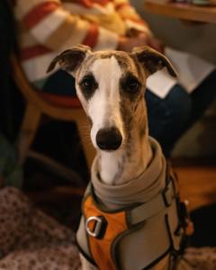 Κατοικίδιο ή κατοικίδια επισκεπτών που μένουν στο The Ship +16 φωτογραφίες