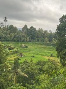 ein üppiges grünes Feld mit einem Haus in der Ferne in der Unterkunft Wayan Bola Homestay in Sidemen + 14 Fotos