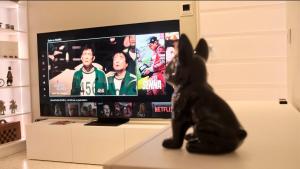 Κατοικίδιο ή κατοικίδια επισκεπτών που μένουν στο Ca Maiolo - Cottage con piscina