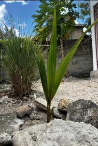 a plant sitting on top of a rock at Paje Home in Paje