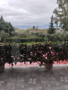 Κήπος έξω από το Cactus luxury apartment oreoi