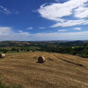 a large field of hay with hay bales at Glamping & country house Marche Nascoste Gualdo in San Girolamo di Sopra