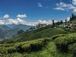 auliculiculiculiculiculiculiculiculiculiculiculiculiculiculic at Mim Tea Estate Residency A 1920 Heritage Darjeeling Tea Garden Home in Sukhia Pokhari