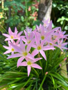 a bunch of pink flowers on a plant at Hotel Selva HQ in Palomino